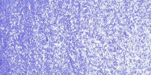 PASTELE OLEJNE SENNELIER 005 Ultramarine blue