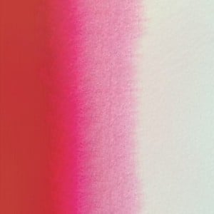 556 BRIGHT ROSE, akwarela Mission Gold MIJELLO