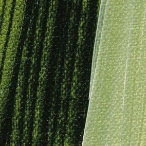 560 Sap Green, Akademie Acryl Color Schmincke