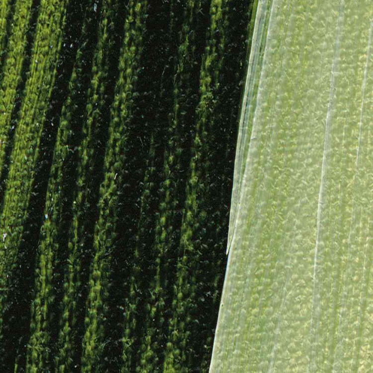 68131_51700